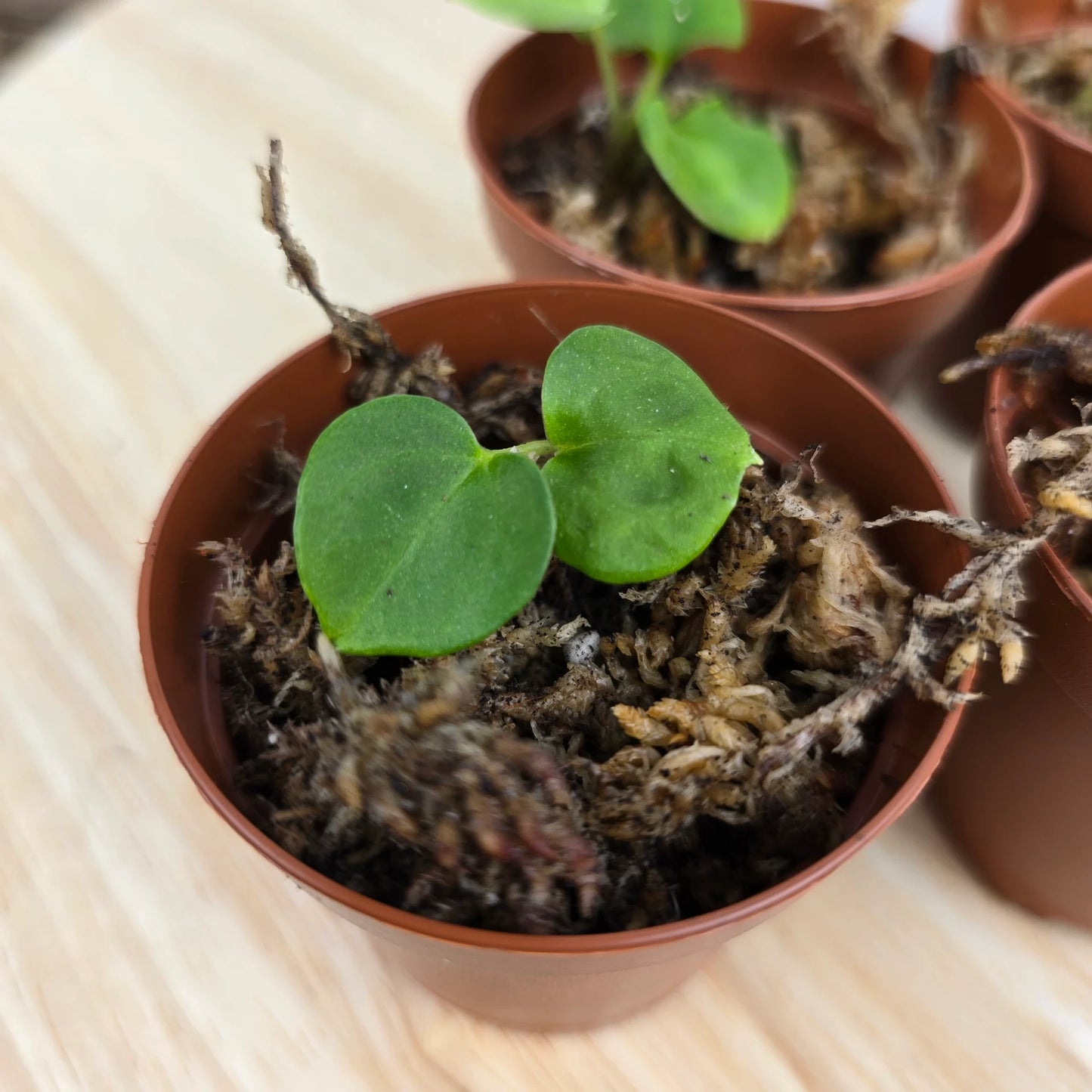 Anthurium Forgetii x Besseae aff x Papillilaminum dark x
