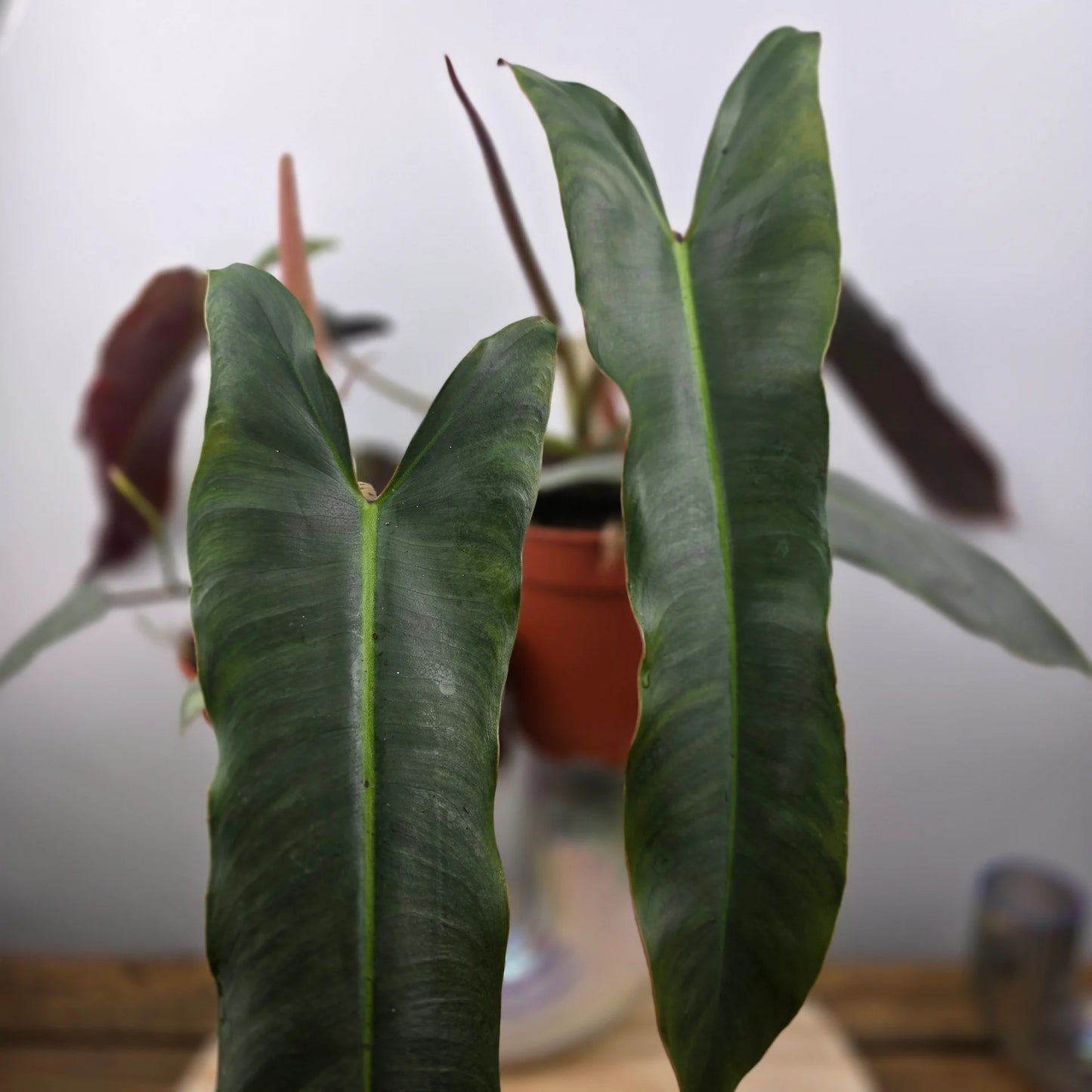 Philodendron atabapoense
