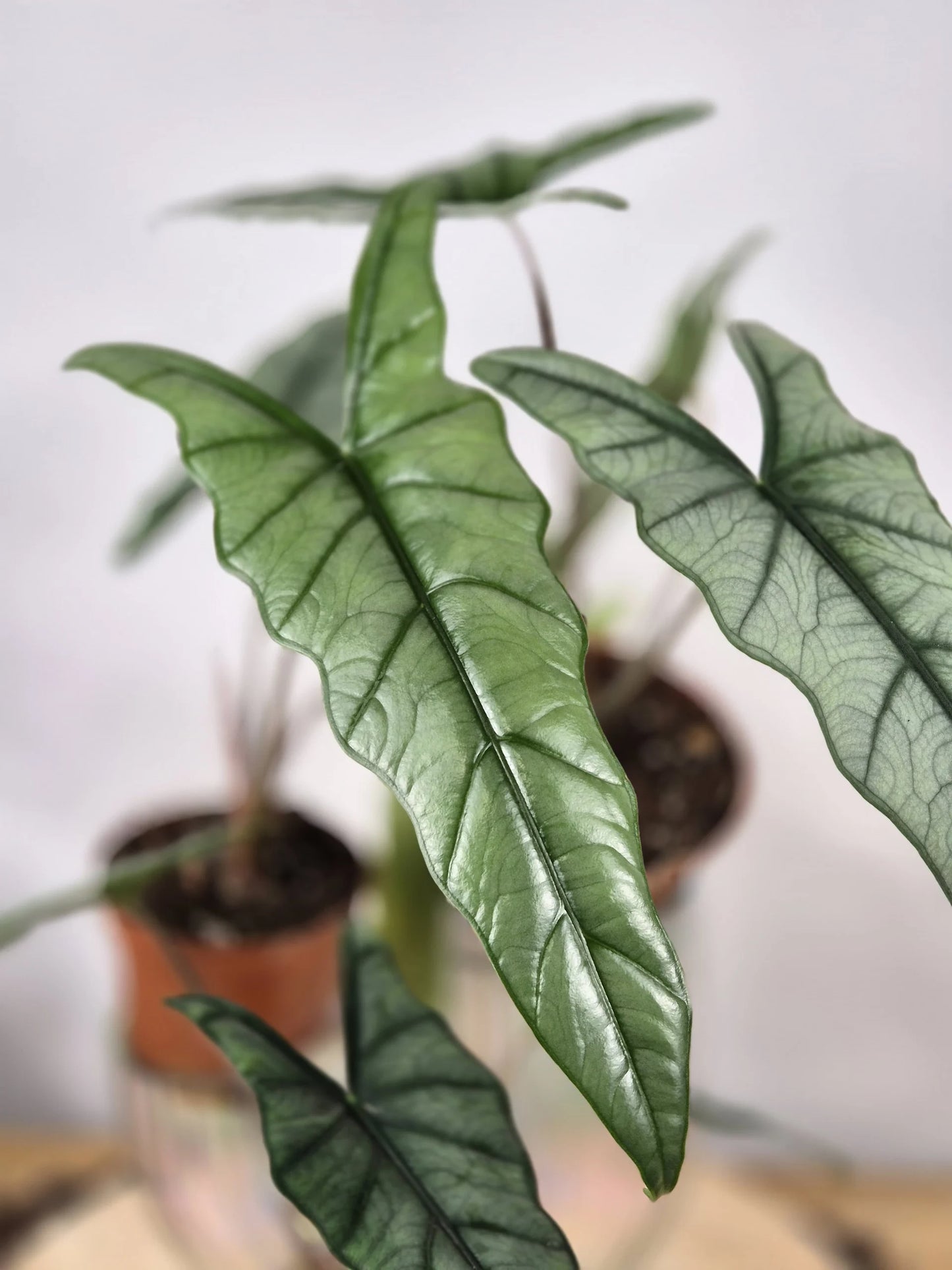 Alocasia Heterophylla