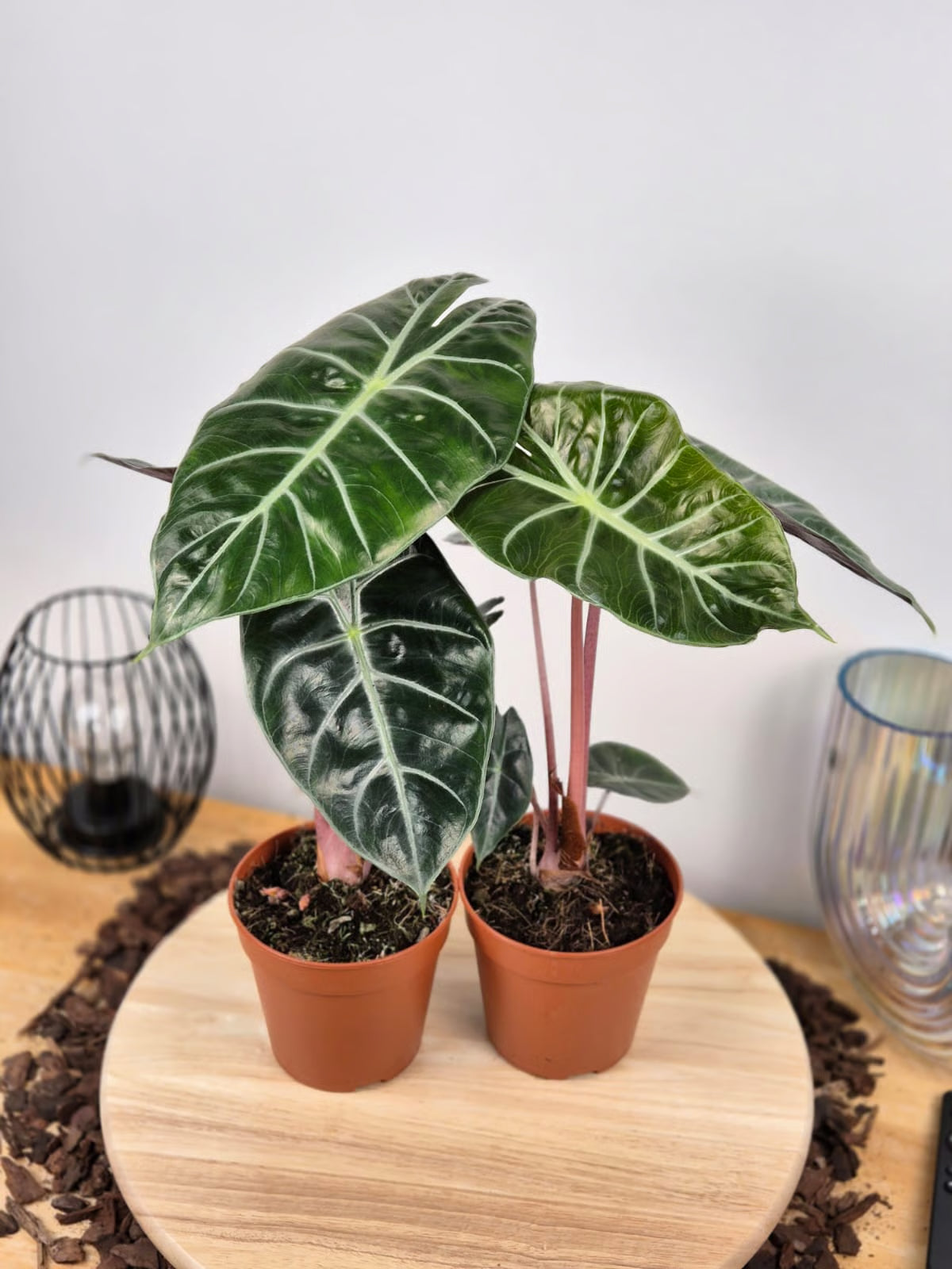 Alocasia 'Pink Dragon'