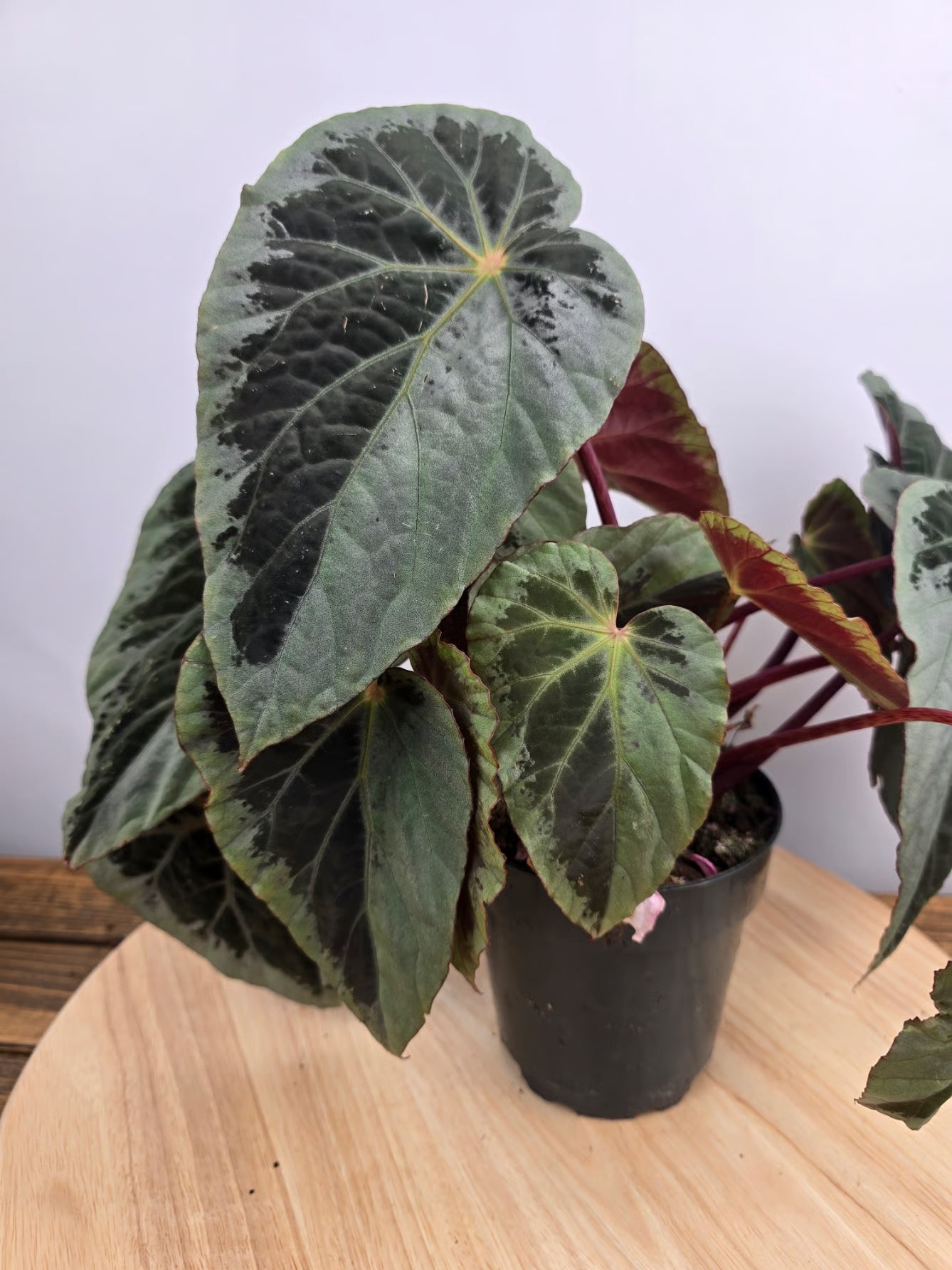 Begonia Burkillii 'silver edge'
