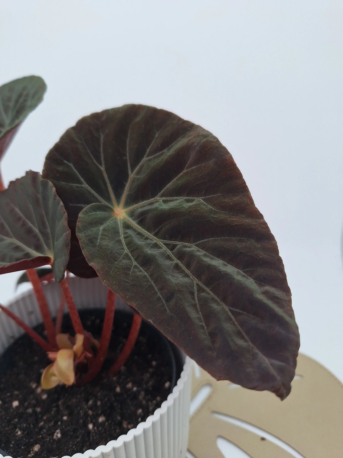 Begonia Burkillii 'Dark Form'