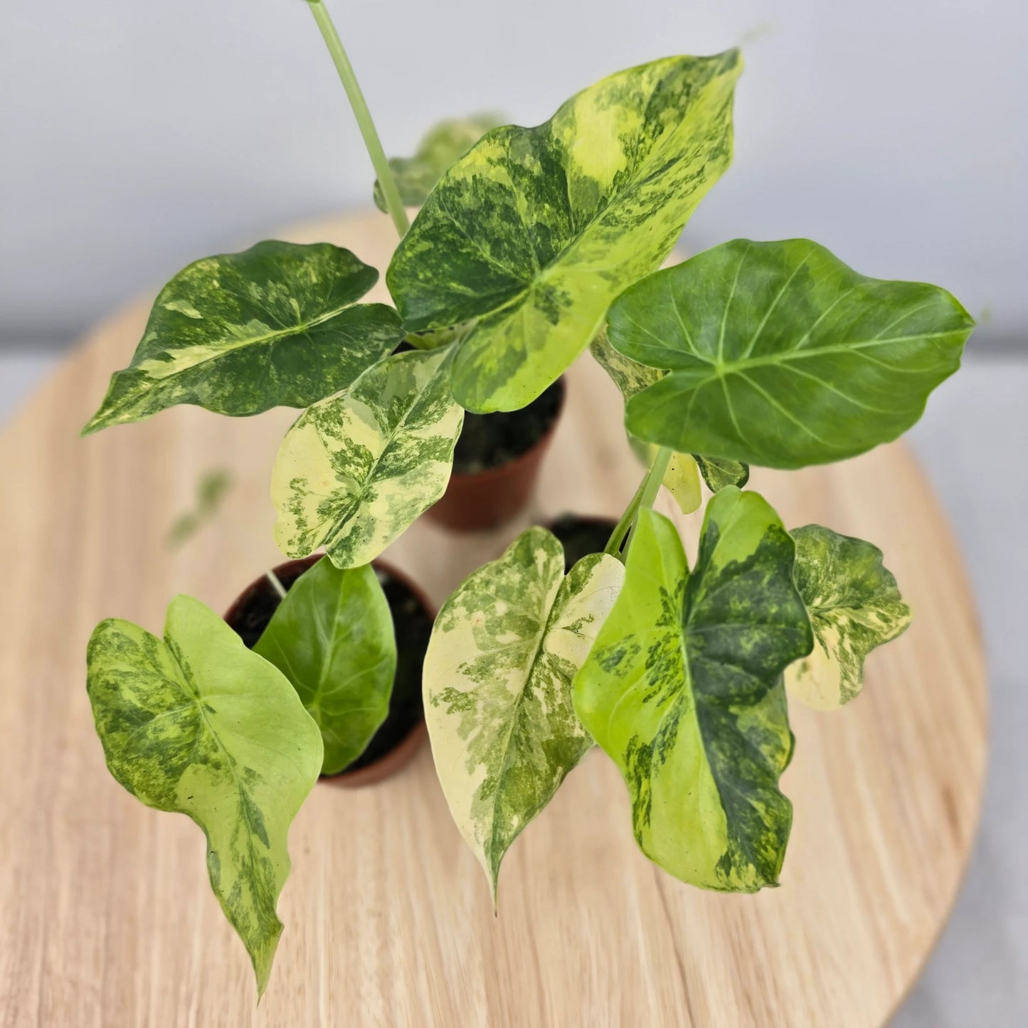 Alocasia Odora aurea variegata