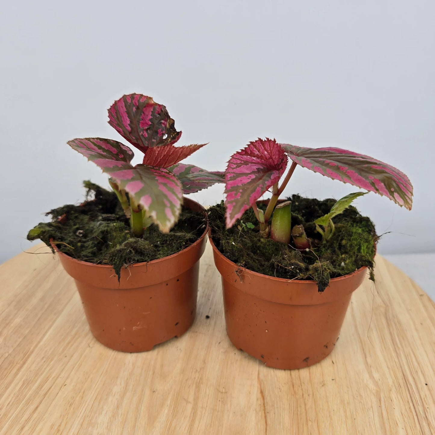 Begonia brevirimosa