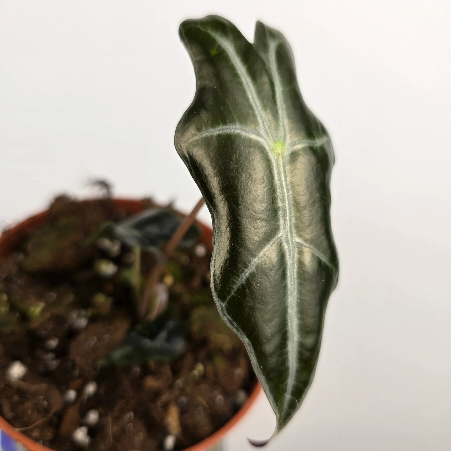 Alocasia Sanderiana Nobilis 'S'