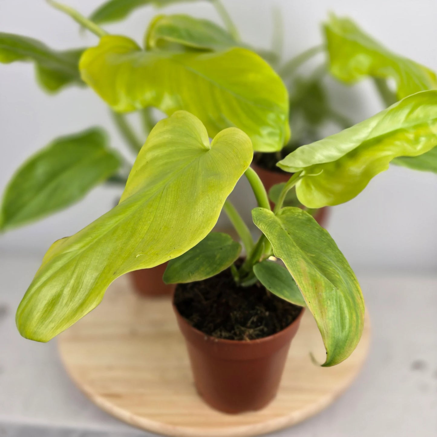 Philodendron bipennifolium 'Aurea'