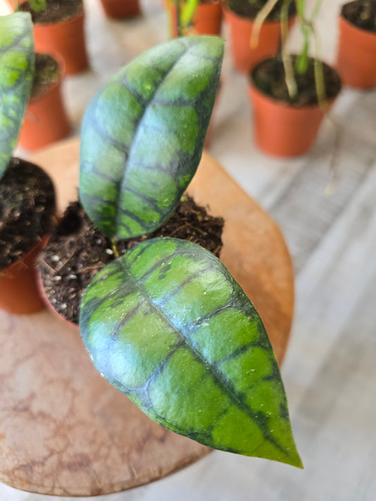 Hoya callistophylla 'Black Cat'