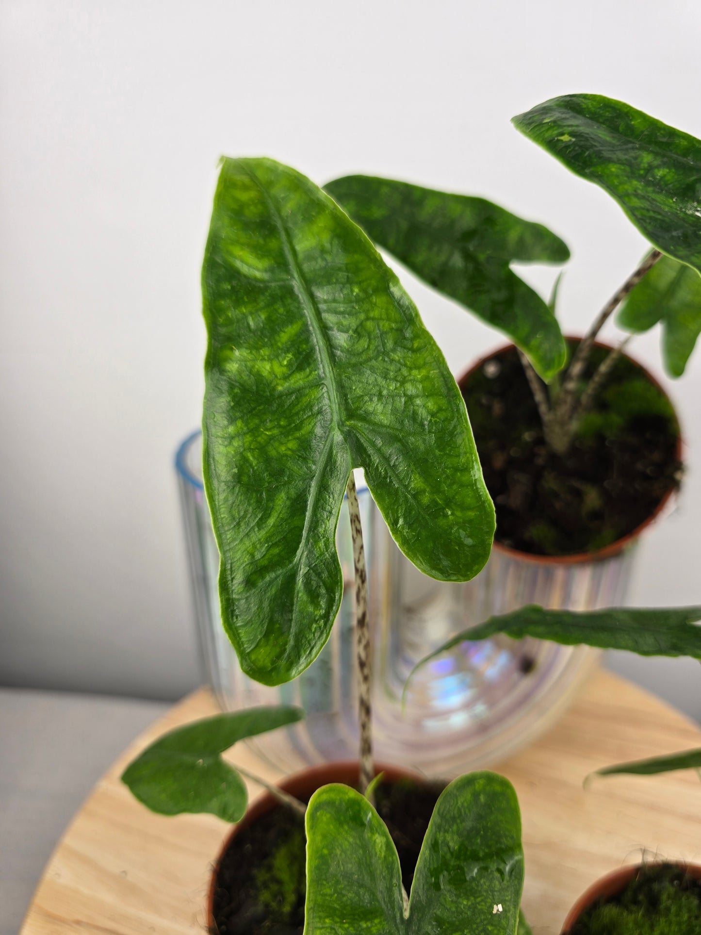Alocasia zebrina 'Reticulata'