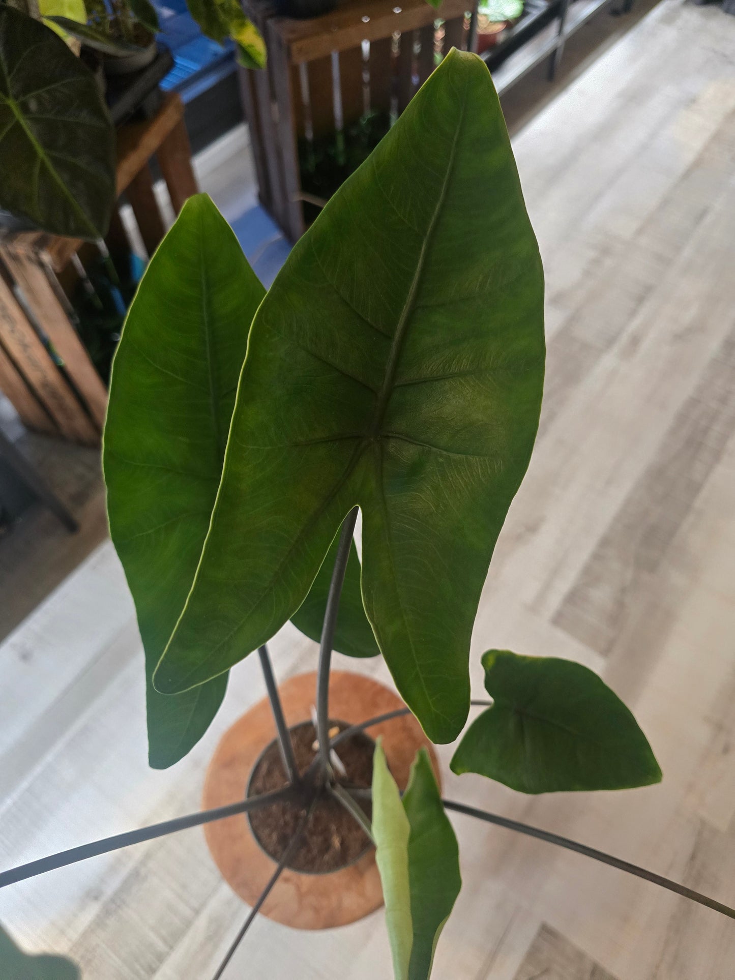 Alocasia Black Zebrina