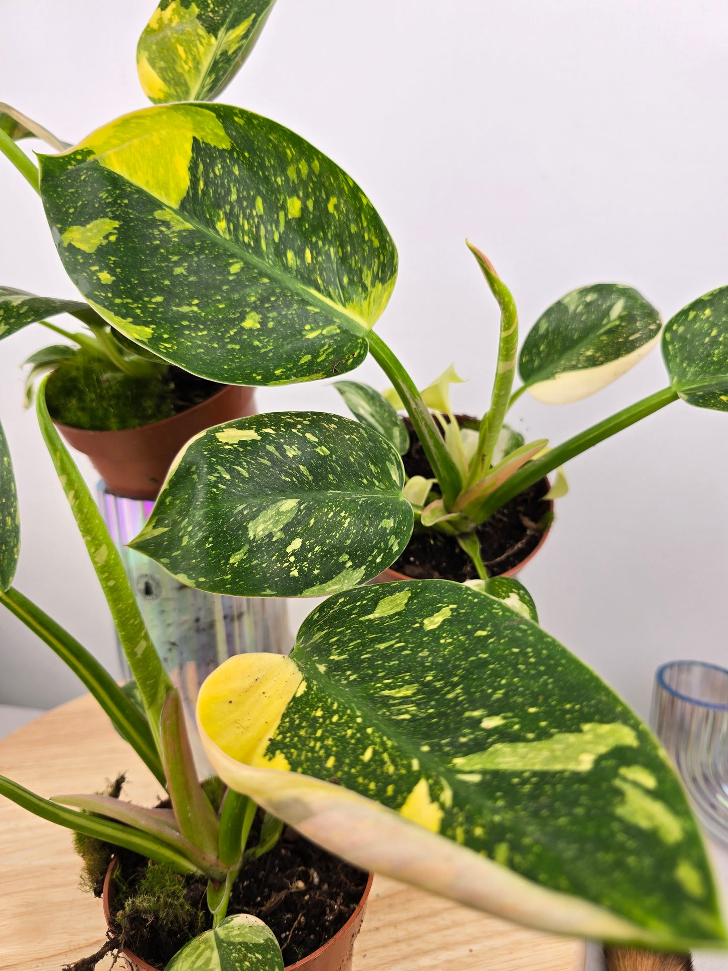 Philodendron Green Congo variegata