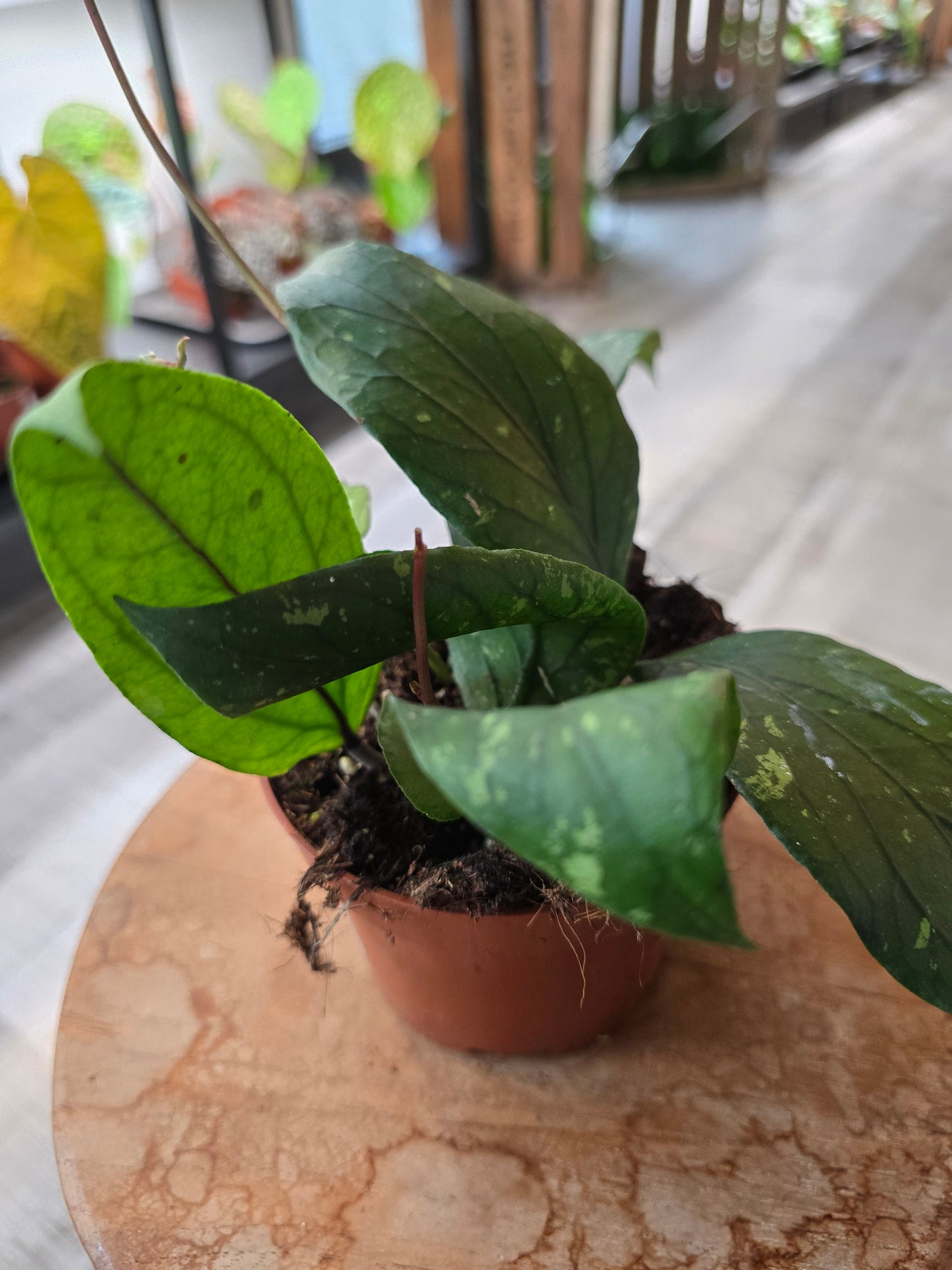 Hoya sp. Gayo