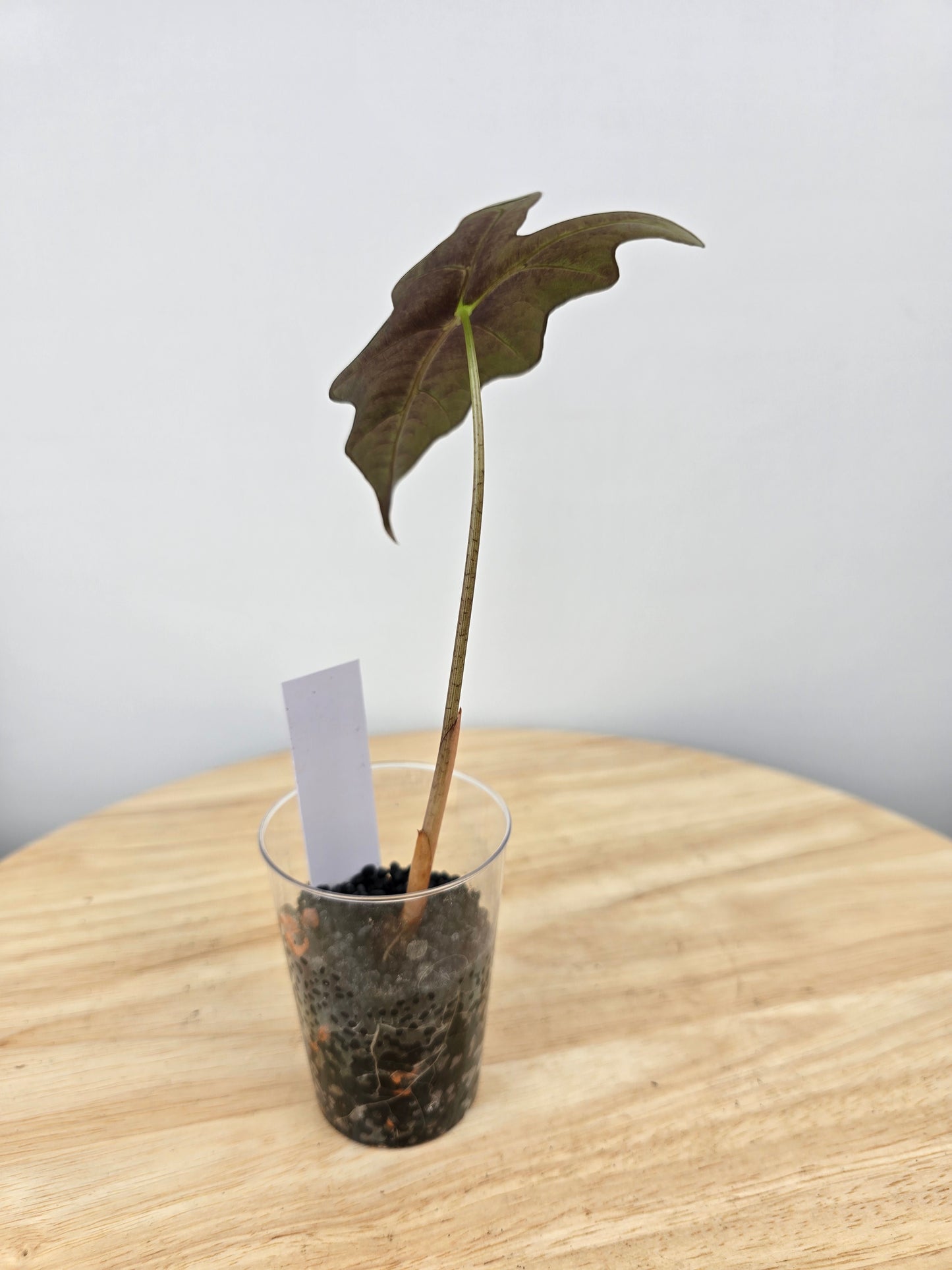 Alocasia Nobilis (JP)