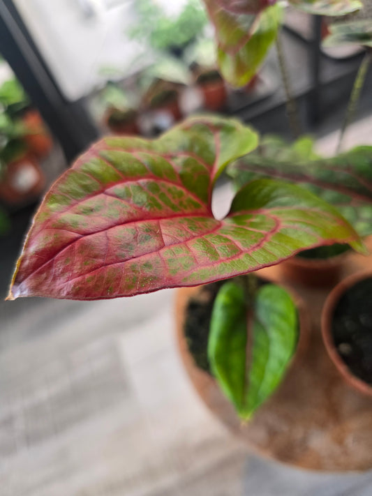 Cyrtosperma Johnstonii