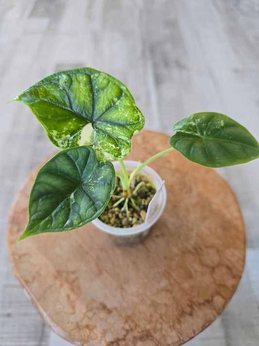Alocasia Dragon Scale albo (JP)