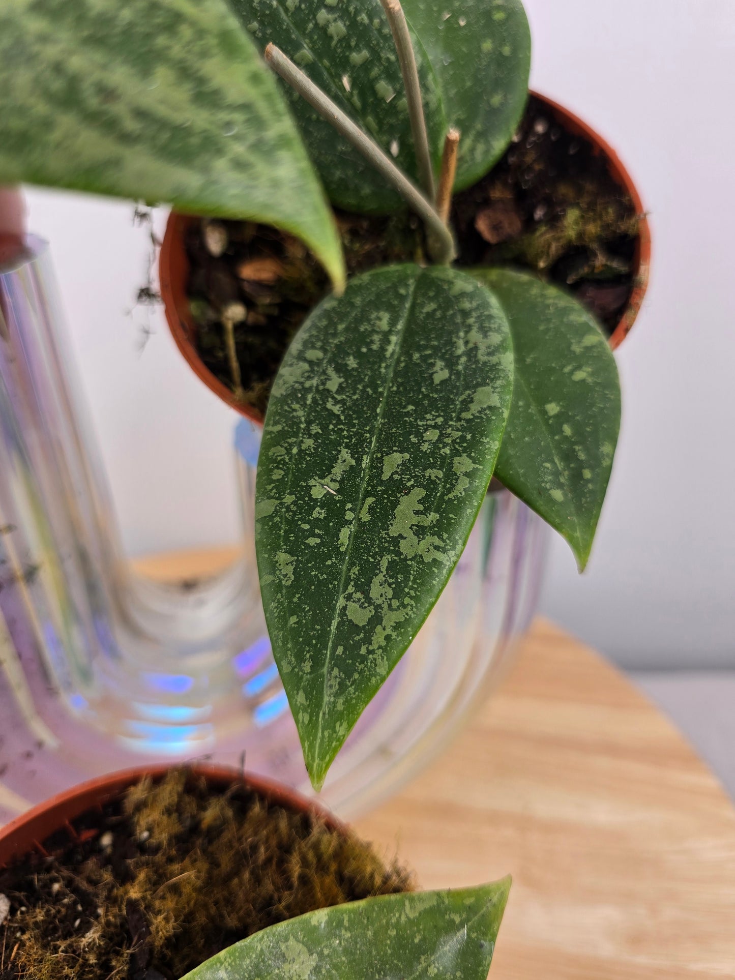Hoya wibergiae