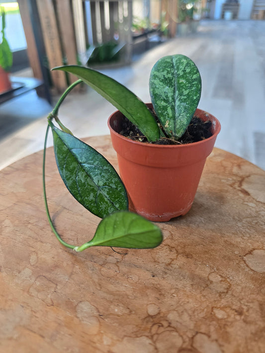 Hoya 'Crassipetiolata' Splash (1)