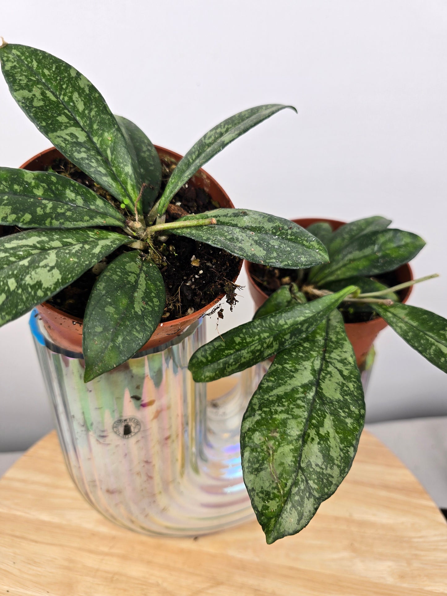 Hoya 'Crassipetiolata' Splash