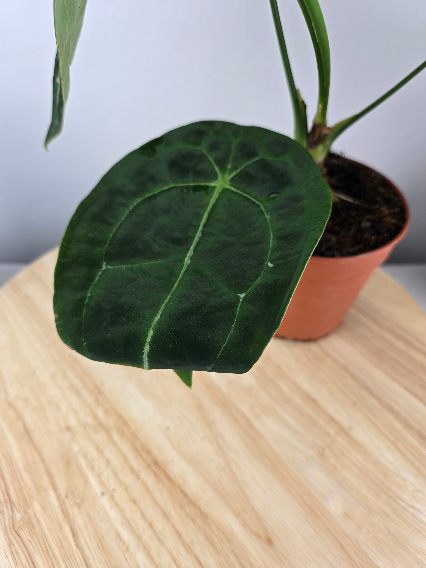 Anthurium forgetii (SC)