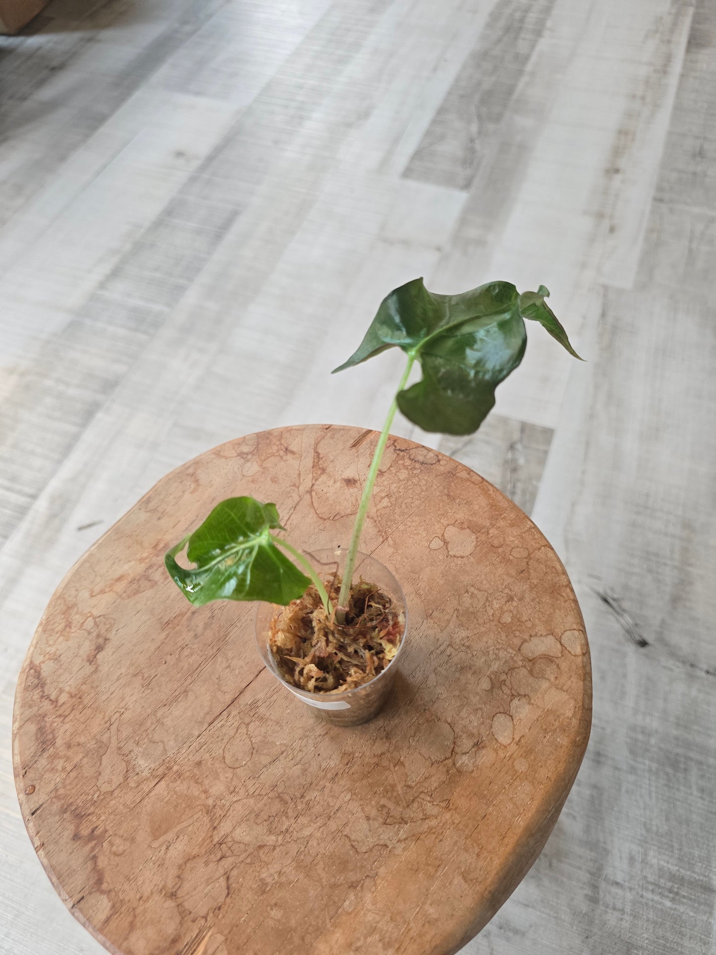 Alocasia Loco (JP1)