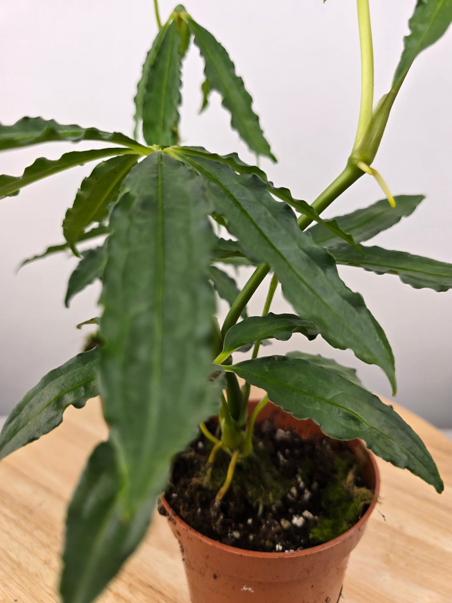 Anthurium polyschistum
