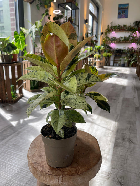 Ficus Shivereana Moonshine