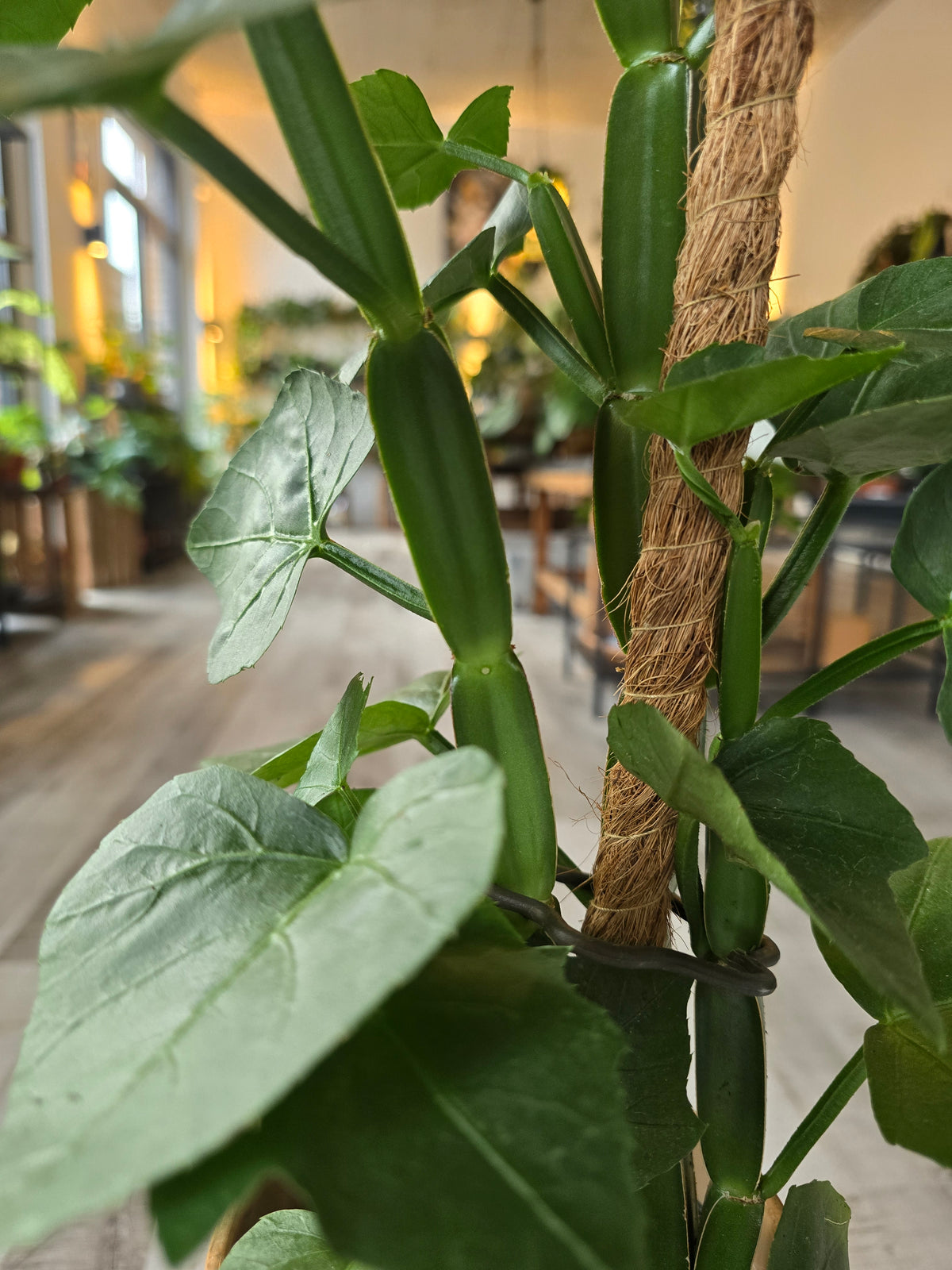 Cissus Quadrangularis
