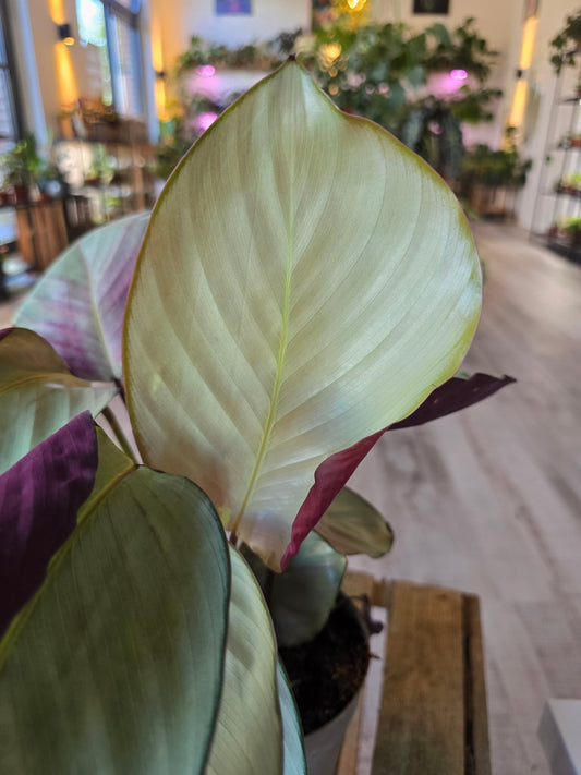 Calathea 'Silver Plate'