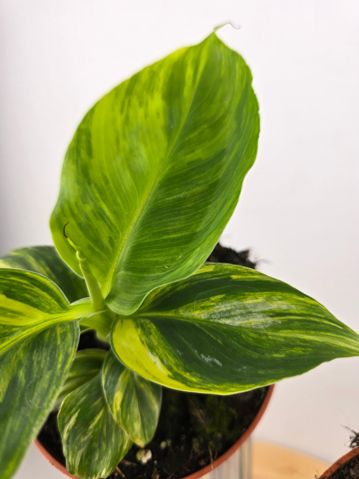 Musa Aurea