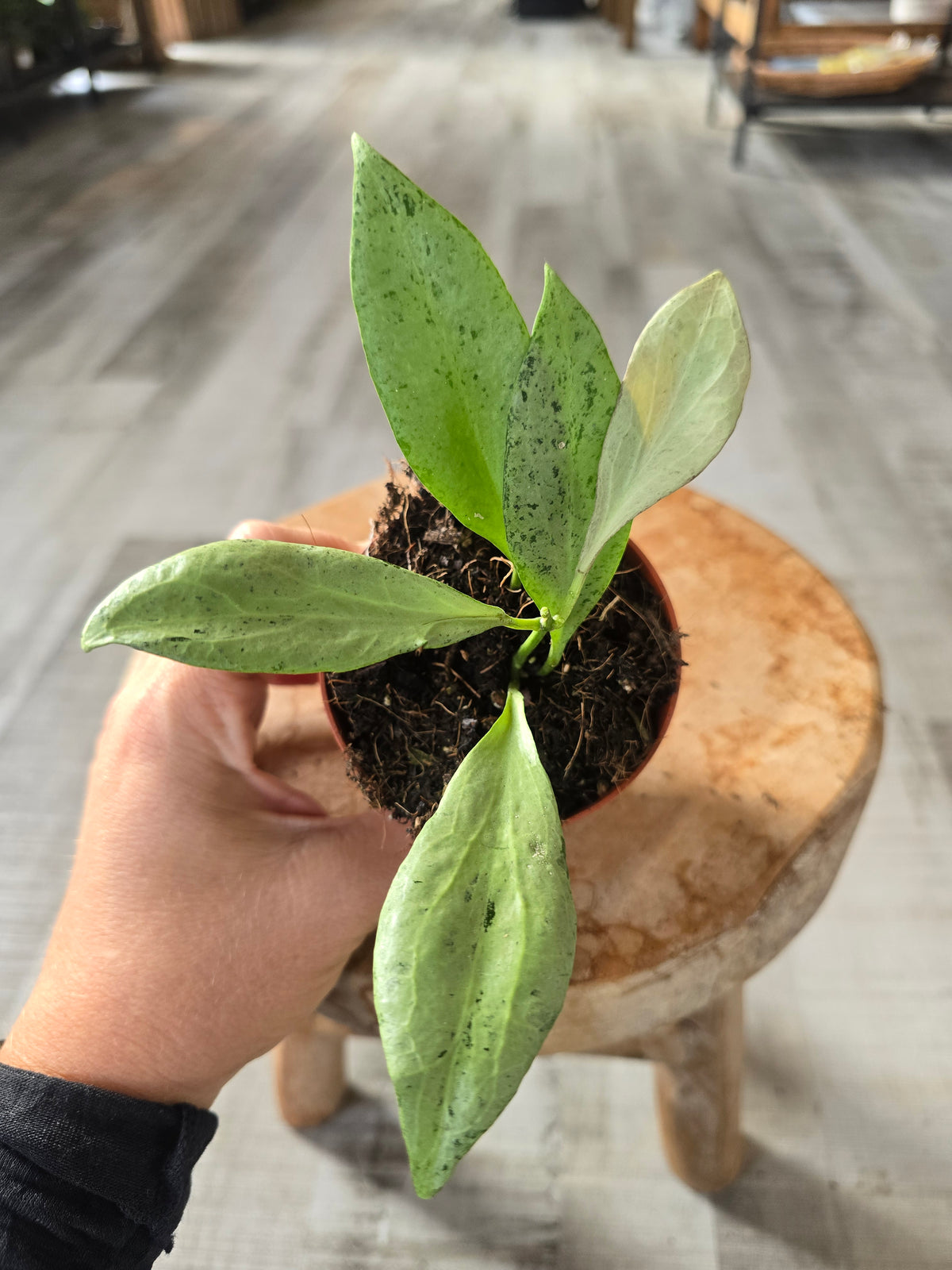 Hoya nicholsoiana New Guinea Ghost (LS 82)