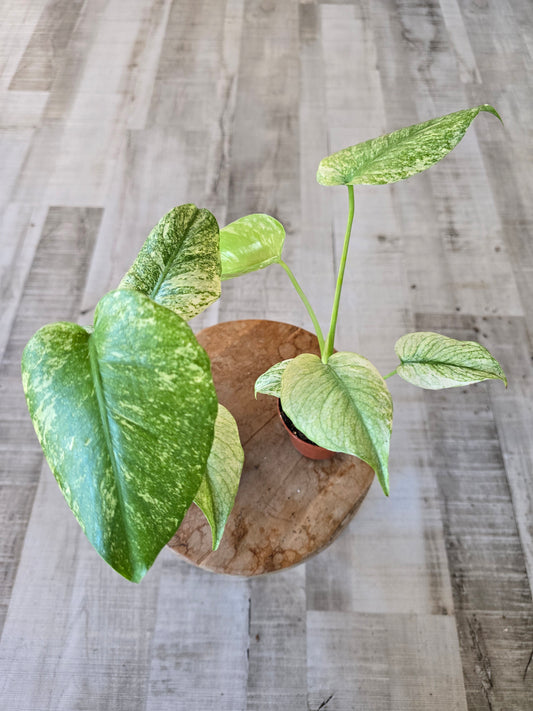 Monstera Deliciosa mint