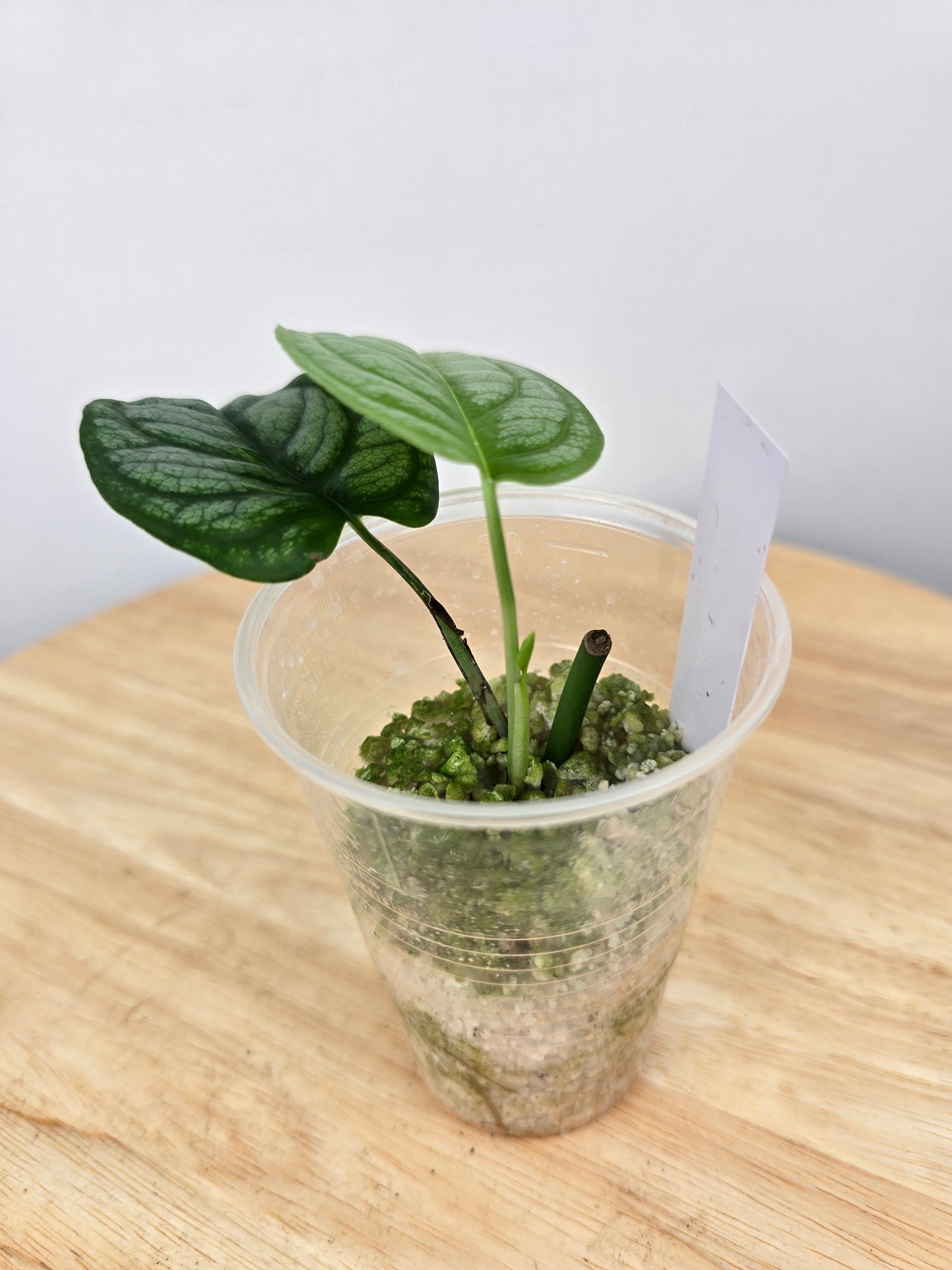 Monstera Siltepecana 'El Salvador' (JP)