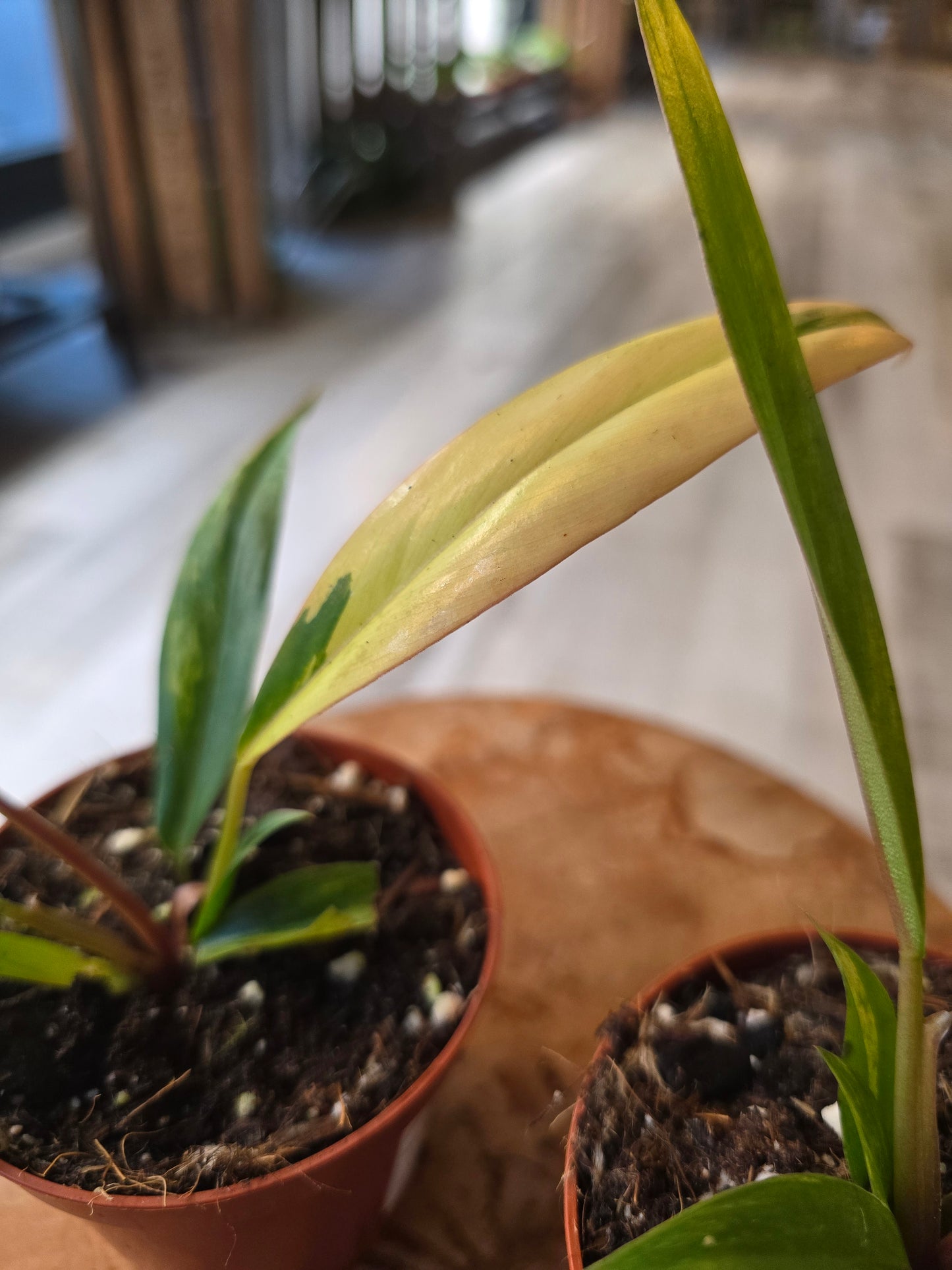 Philodendron Caramel Marble