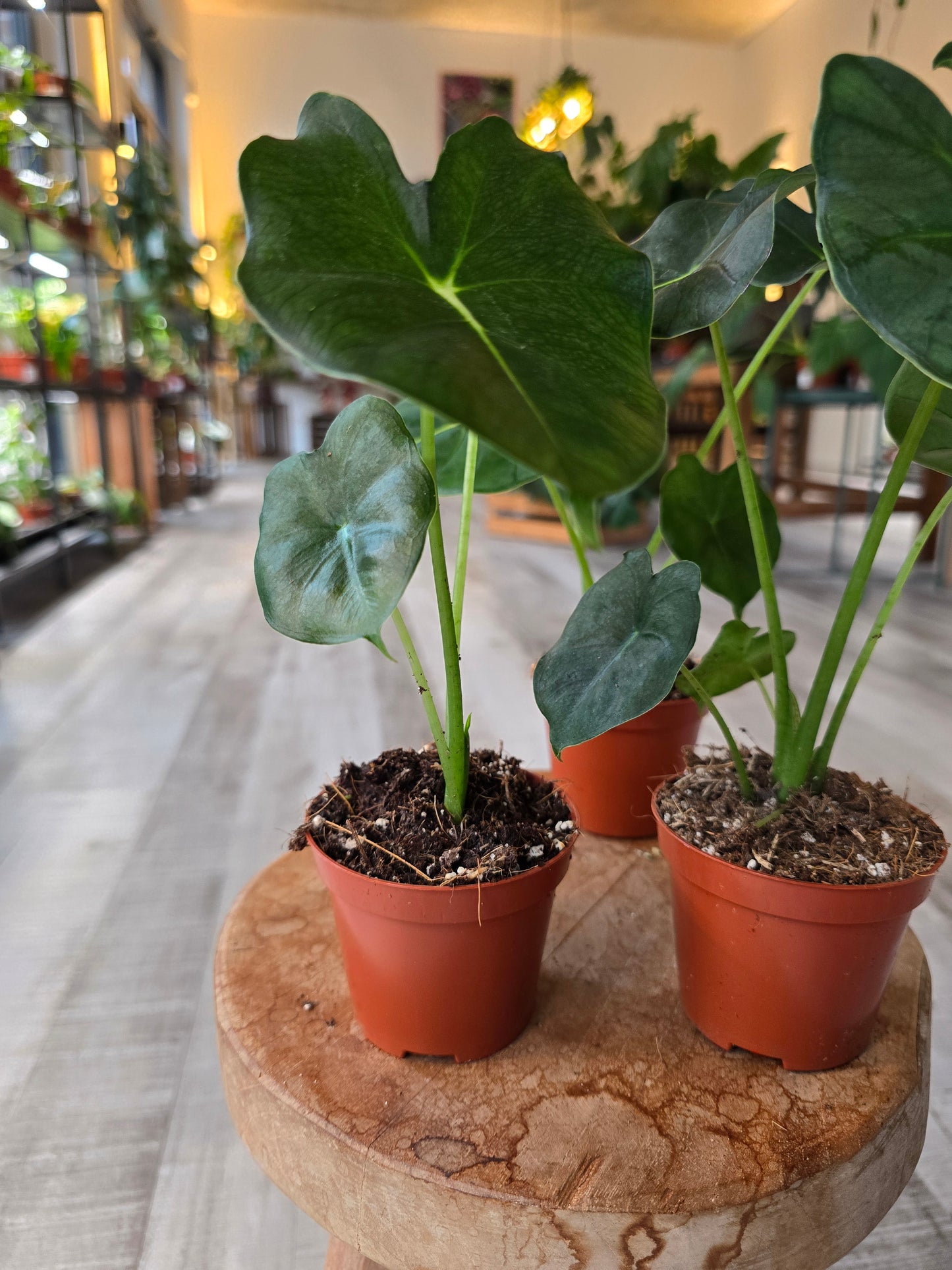Alocasia micholitziana Round Form