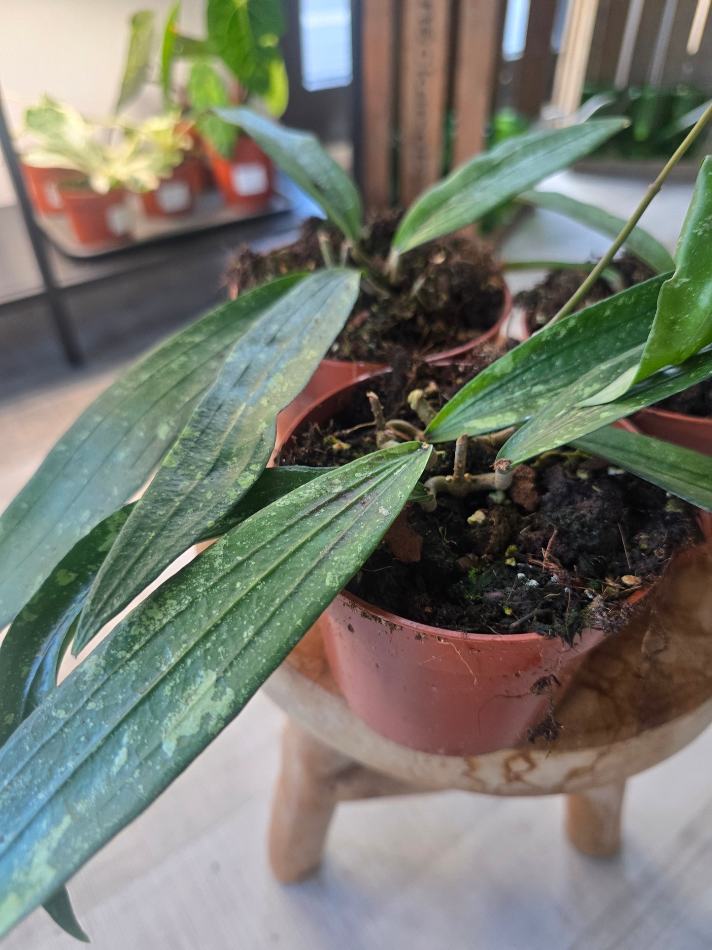 Hoya Rindu Rafflesia