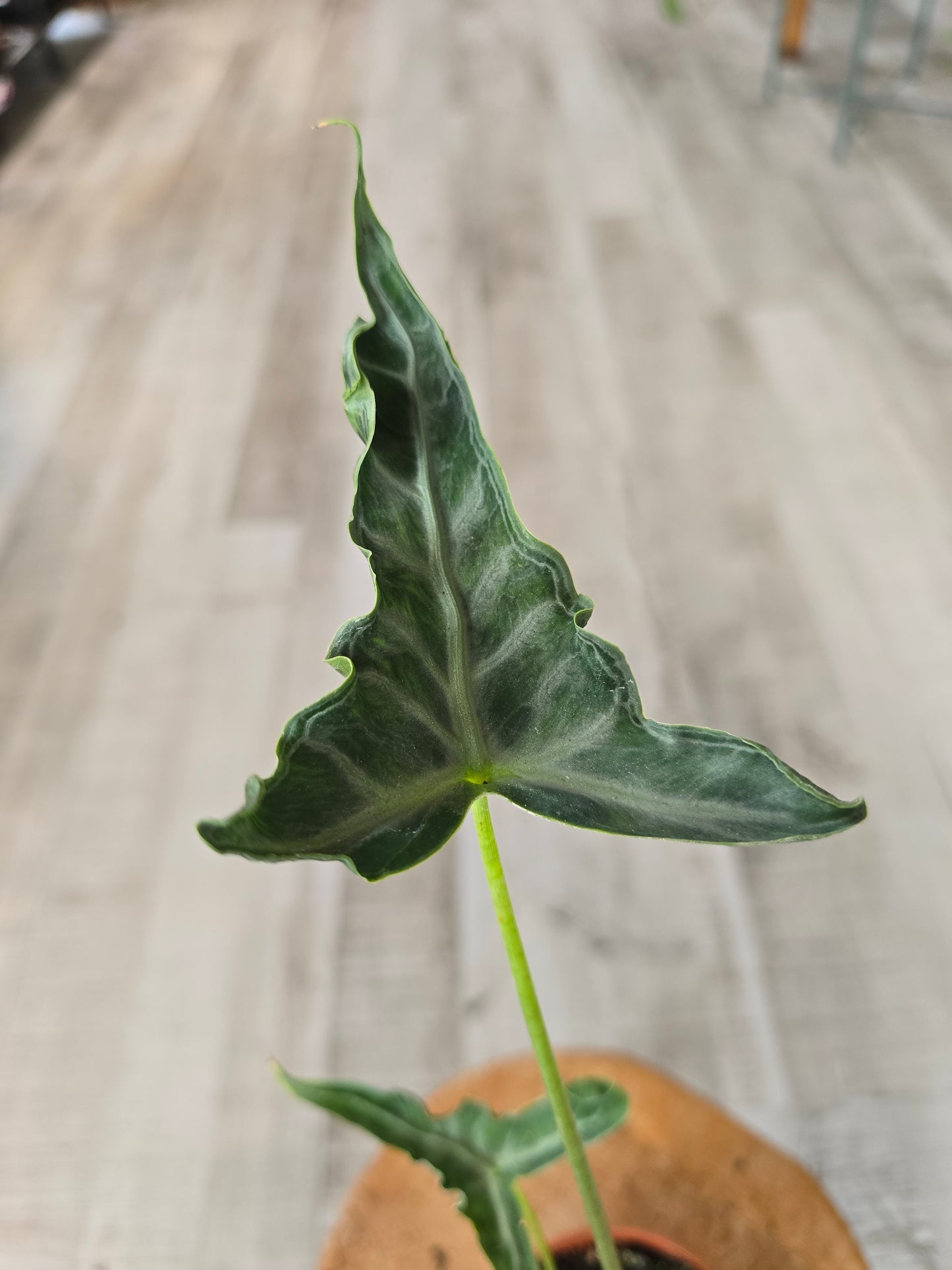 Alocasia Teletubbies