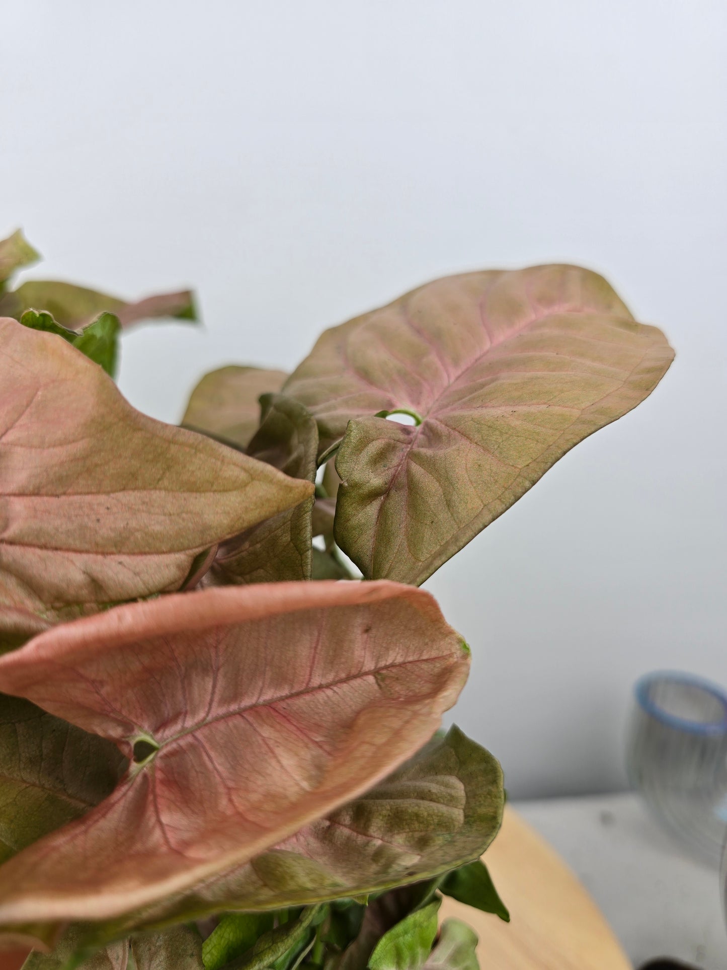 Syngonium Podophyllum 'Neon'