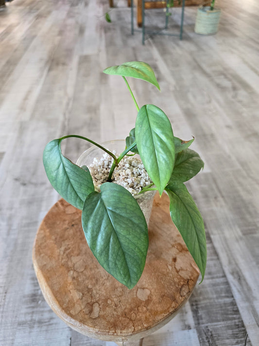 Epipremnum Cebu Blue (RC)