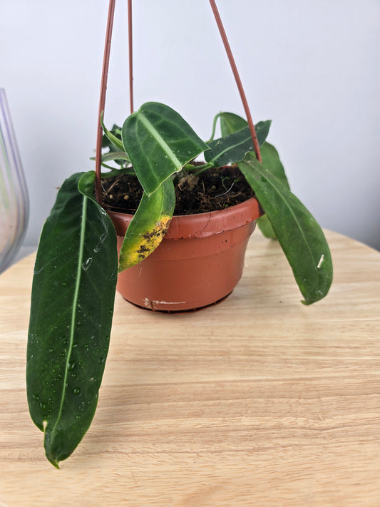 Anthurium pallidiflorum (SC)