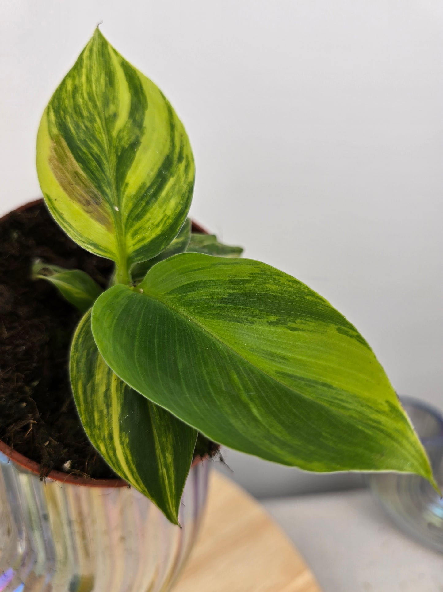 Musa Aurea