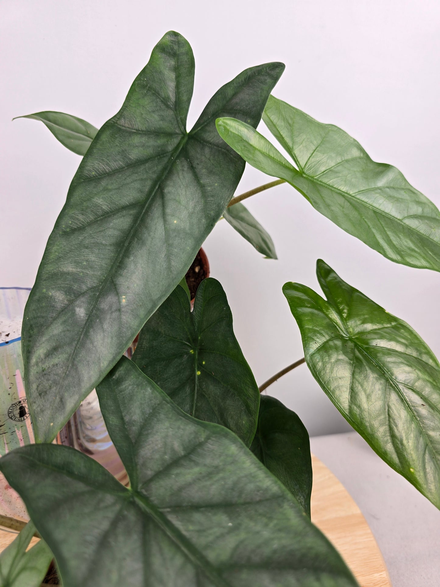 Alocasia Heterophylla 'Corazon'
