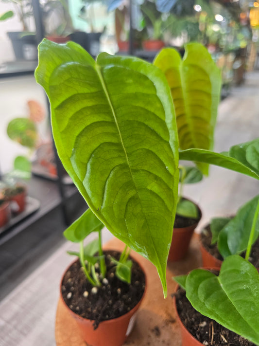 Anthurium Veitchii Narrow