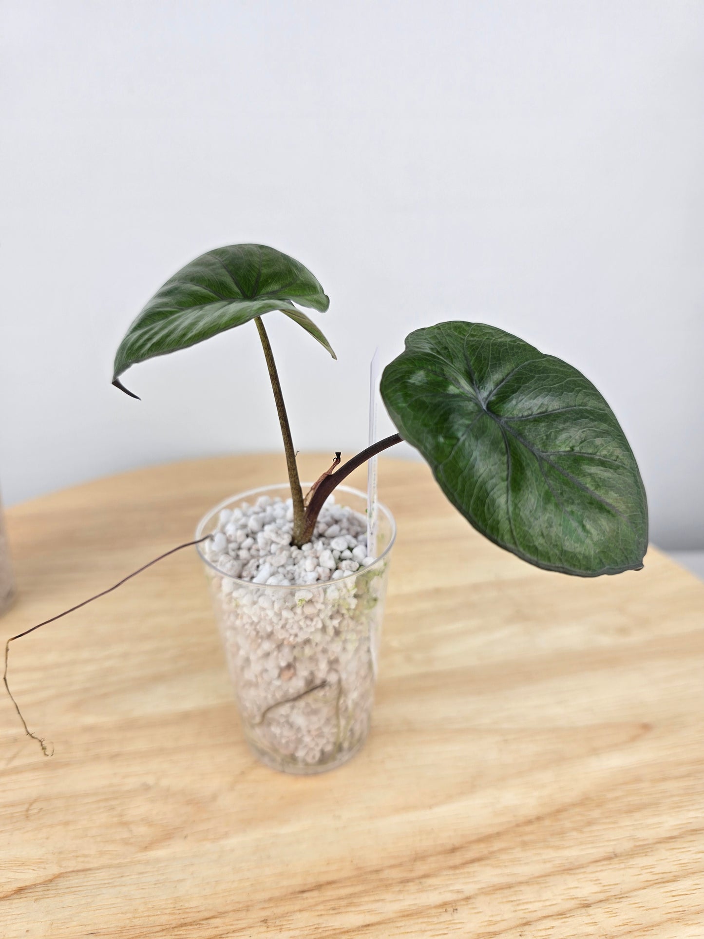 Alocasia Serendipity (JP)