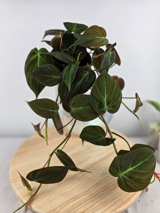 Philodendron scandens micans