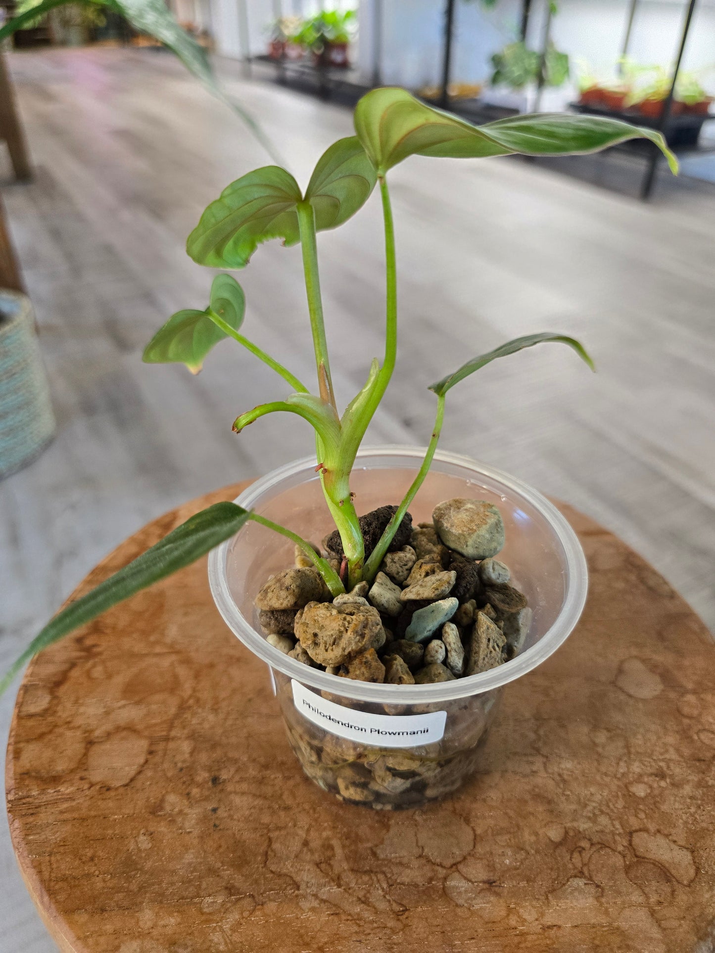 Philodendron Plowmanii (JP)