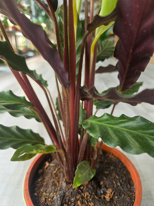 Calathea rufibarba