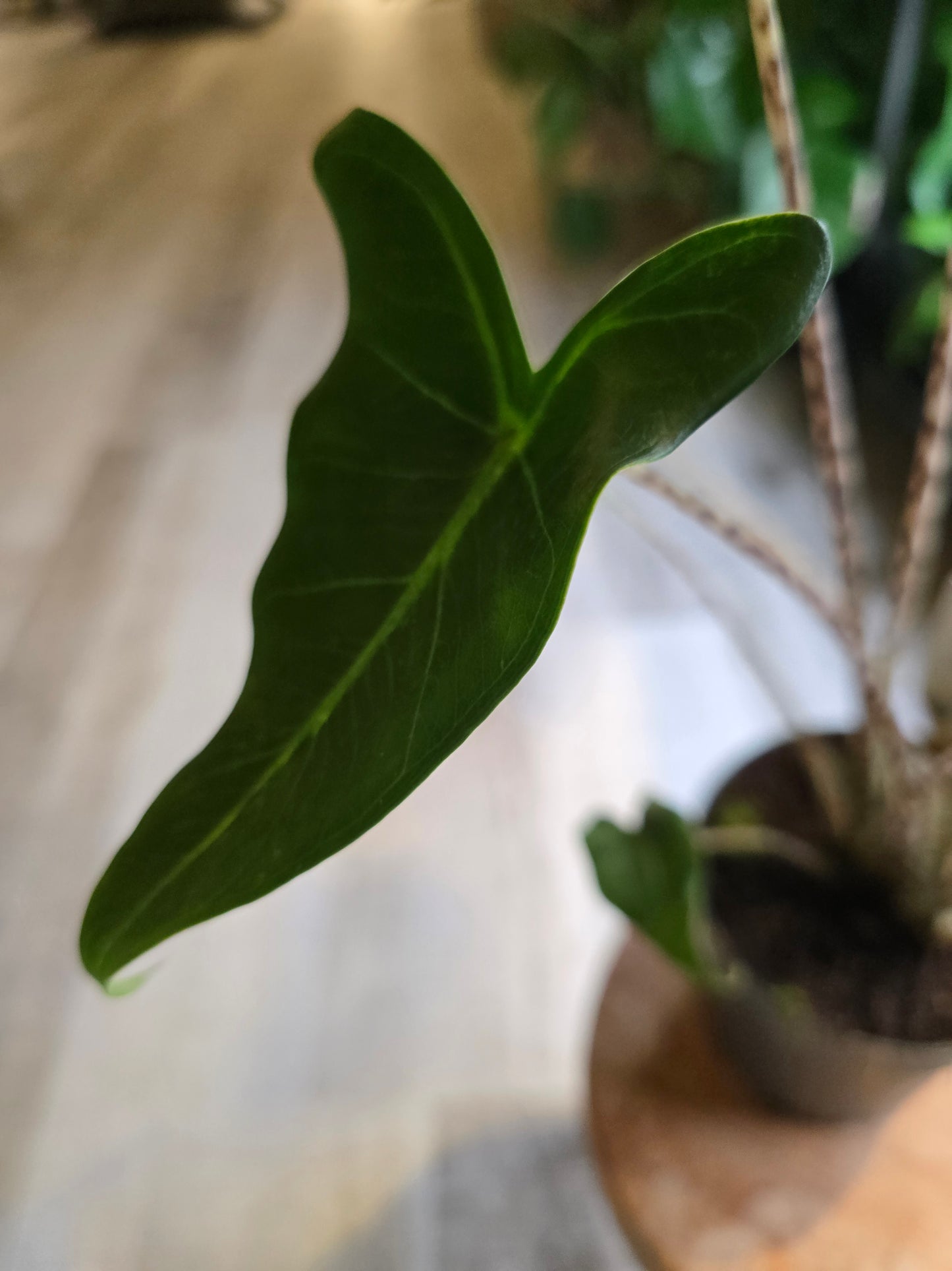 Alocasia zebrina 'Siberian Tiger'