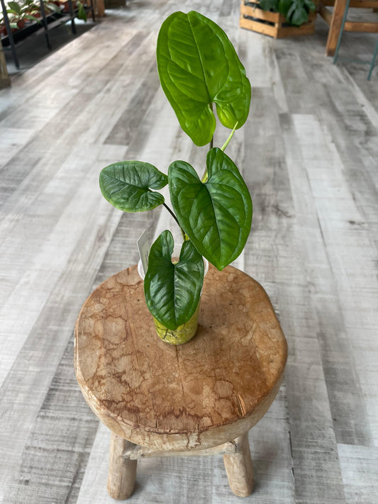 Syngonium sp. Costa Rica (JP)