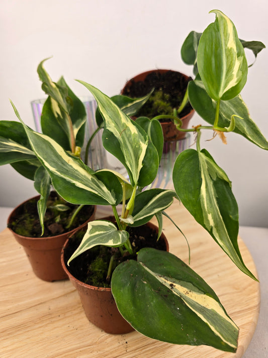 Philodendron hederaceum 'Rio'