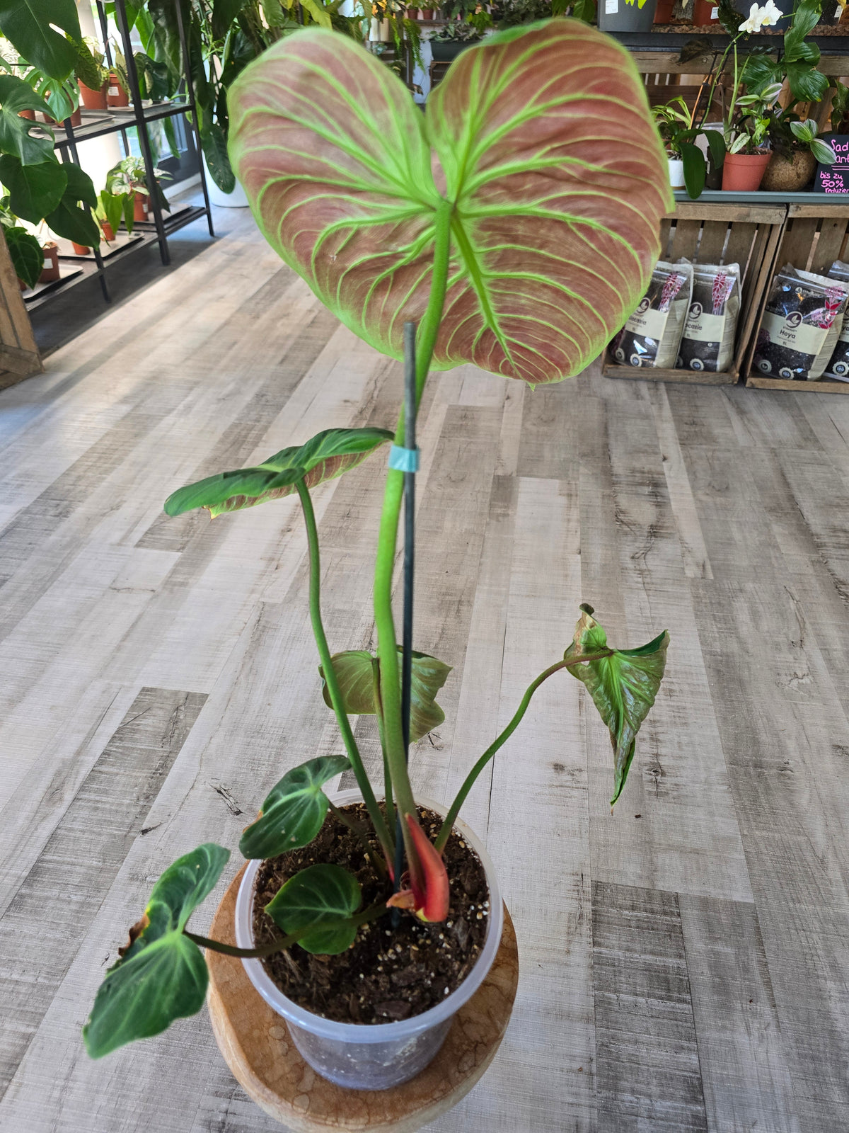 Philodendron El Choco Red