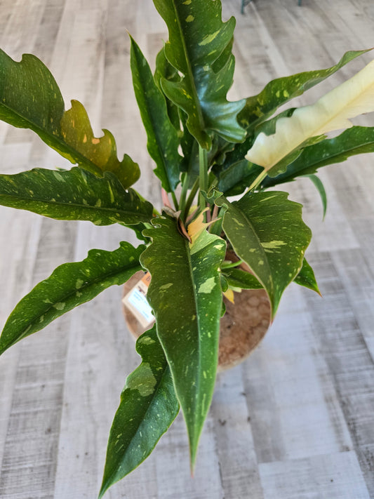 Philodendron 'Ring of Fire'
